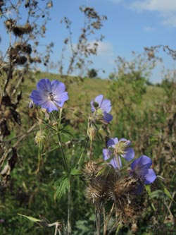 Geranium_pratense_DURheinhausen_130914_ja03.jpg