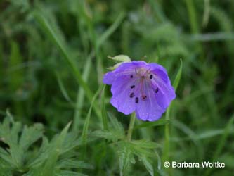 Geranium_pratense_Friemersheim_BW68.jpg