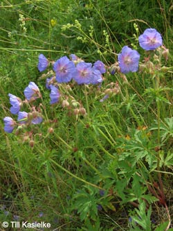 Geranium_pratense_GEOTag2012_01_TK34.jpg