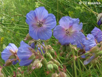 Geranium_pratense_GEOTag2012_01_TK35.jpg