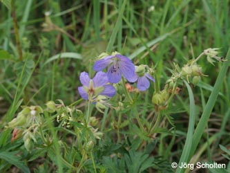 Geranium_pratense_KMerkenichRhein_JScholten01.jpg