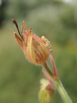 Geranium_pratense_KMerkenichRhein_ja02.jpg