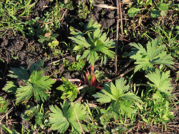 Geranium_pratense_K_AachenerWiese_060418_VU01.jpg