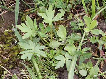 Geranium_pratense_Koeln_VU01.jpg