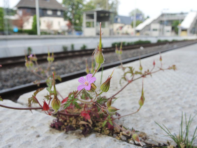 Geranium_purpureum_BO-Dahlhausen_S-Bahnhof_08052020_ja06.jpg