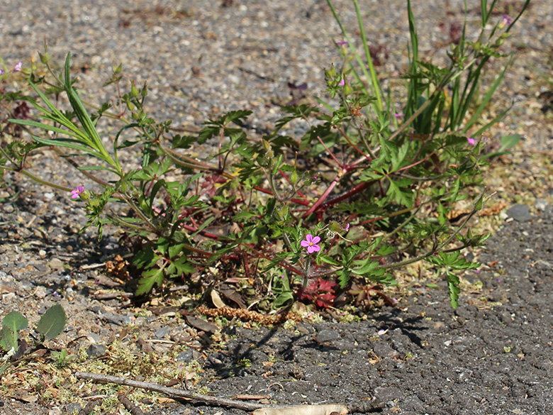Geranium_purpureum_DU-Meidederich_270420_CB01.jpg