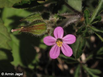 Geranium_purpureum_HERCRange050513_ja02.jpg