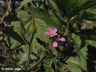 Geranium_purpureum_HERCRange050513_ja03.jpg