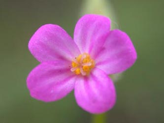 Geranium_purpureum_OB_ja01.jpg