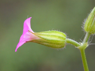 Geranium_purpureum_OB_ja04.jpg