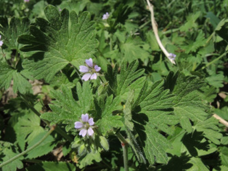 Geranium_pusillum_080516_ja01.jpg