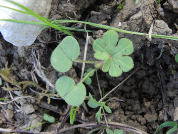 Geranium_pusillum_220917_ja01.jpg