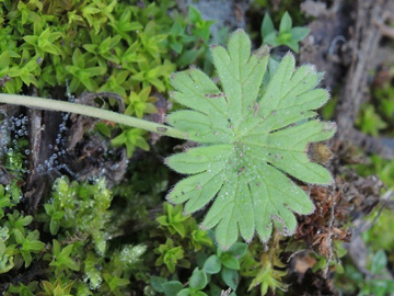 Geranium_pusillum_220917_ja01_2.jpg