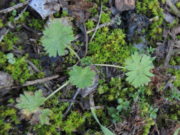 Geranium_pusillum_220917_ja02.jpg