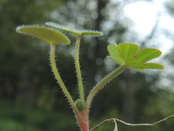 Geranium_pusillum_220917_ja03.jpg