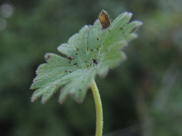 Geranium_pusillum_220917_ja04.jpg