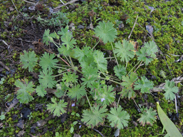 Geranium_pusillum_220917_ja05.jpg