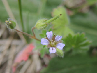 Geranium_pusillum_3105115_ja01.jpg