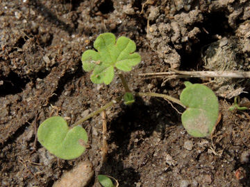 Geranium_pusillum_Koeln_Buergerpark_200817_ja02.jpg