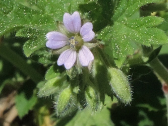 Geranium_pusillum_Senne_Augustdorf_080516_ja01_2.jpg