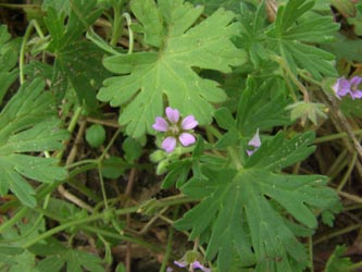 Geranium_pusillum_Viersen_ja02.jpg