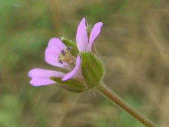 Geranium_pusillum_ja01.jpg