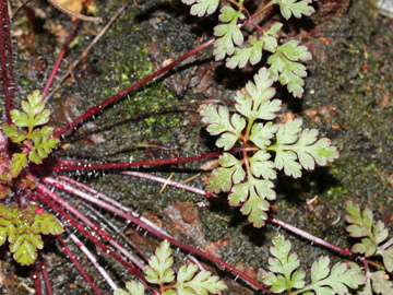 Geranium_robertianum_130917_CB01.jpg