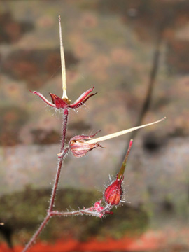 Geranium_robertianum_130917_CB02.jpg