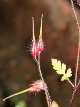 Geranium_robertianum_130917_CB03.jpg