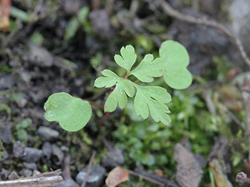 Geranium_robertianum_250418_CB01.jpg