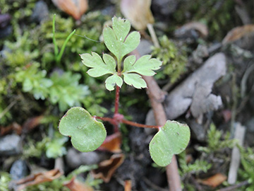 Geranium_robertianum_250418_CB02.jpg