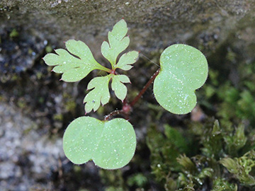 Geranium_robertianum_290418_CB02.jpg