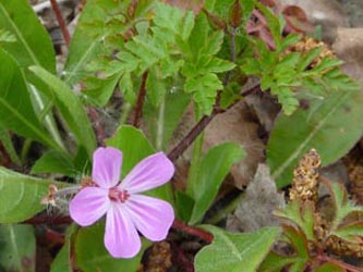 Geranium_robertianum_BODahlhausen010510_ho02.jpg