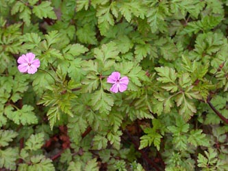 Geranium_robertianum_BO_ja01.jpg