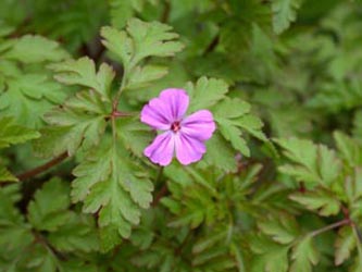 Geranium_robertianum_BO_ja02.jpg