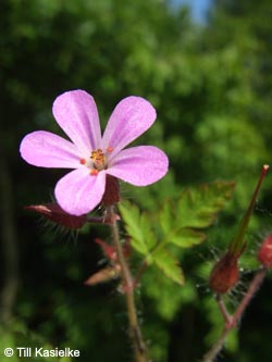 Geranium_robertianum_GEOTag2012_01_TK18.jpg