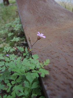 Geranium_robertianum_HATHenrichshuette130915_ja01.jpg