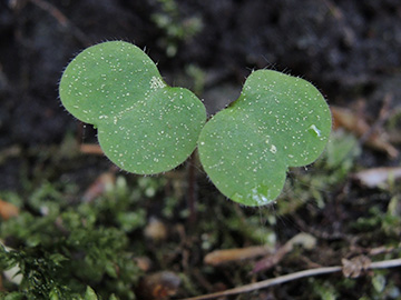 Geranium_robertianum_Keimling_Hoennetal_290418_ja05.jpg