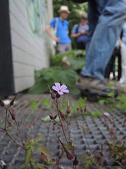 Geranium_robertianum_Koeln-Lindenthal_070614_ja01.jpg