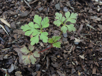 Geranium_robertianum_WIT-Annen_Friedhof_260917_ja02.jpg