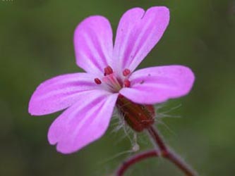 Geranium_robertianum_ja15.jpg