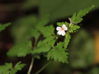 Geranium_robertianum_weiss_290616_OB_CB02.jpg