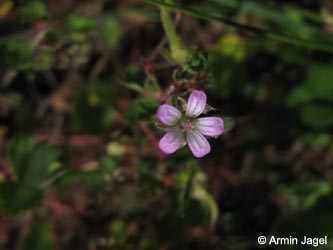 Geranium_rotundifolium_SWD2009_ja103.jpg