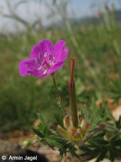 Geranium_sanguineum_SWD2009_ja09.jpg