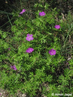 Geranium_sanguineum_SWHaenge_Kyffhaeuser040610_ja01.jpg