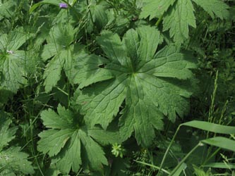 Geranium_sylvaticum_Eifel2012_DreimuehlenerWasserfall100612_ja02.jpg