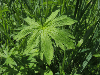 Geranium_sylvaticum_Kruth-Wildenstein_Vogesen2016_210516_ja06.jpg