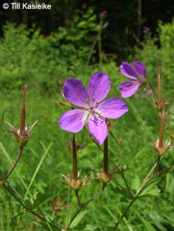 Geranium_sylvaticum_Moosberg_090612_TK26.jpg