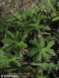 Geranium_sylvaticum_Postwiese_Sauerland040611_ja01.jpg