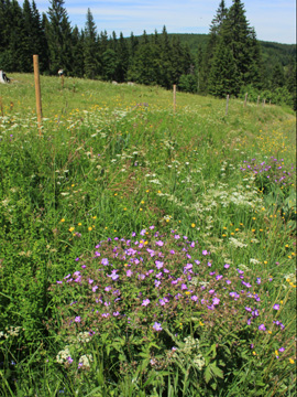 Geranium_sylvaticum_Schwarzwald2017_2_160617_VU06.jpg